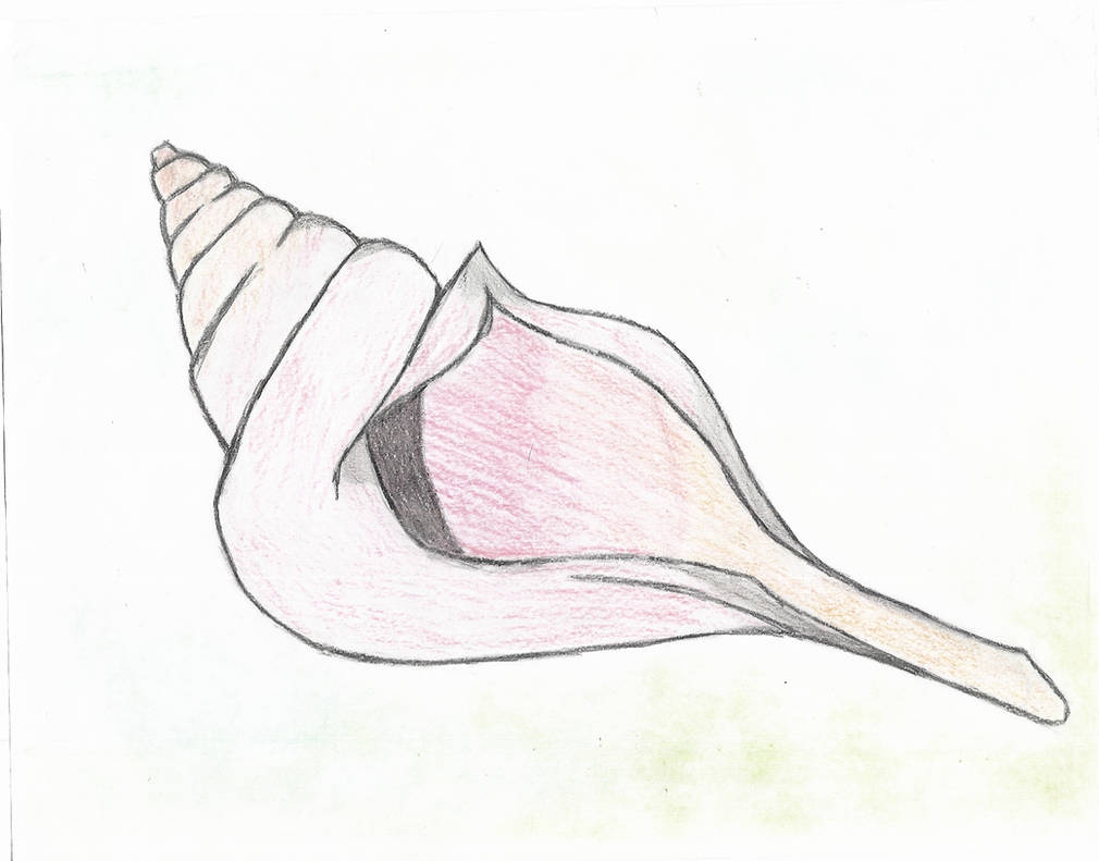 photo Conch Shell Drawing Lord Of The Flies conch shell by ryoshi no hikari on