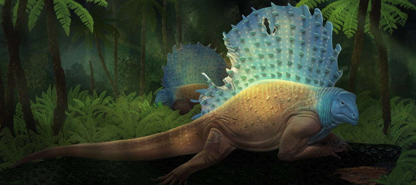 Edaphosaur Edaphosaurus by kepyle2055 on DeviantArt