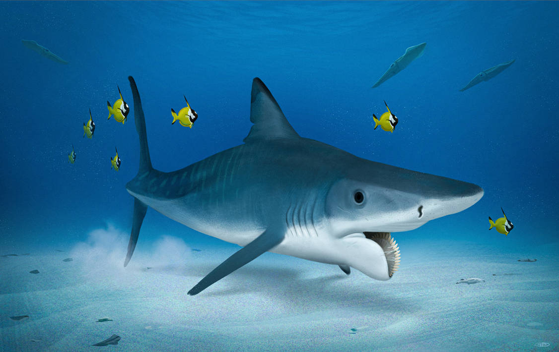 Helipcorn Helicoprion by kepyle2055 on DeviantArt