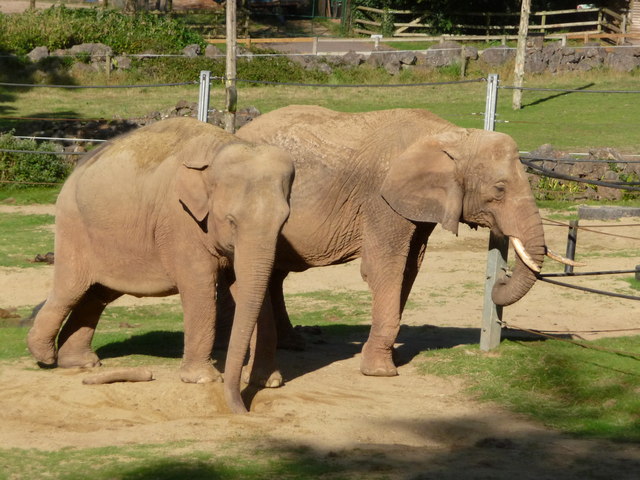 Elephants