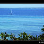 Deep Blue Sea