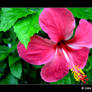 Blooming Love