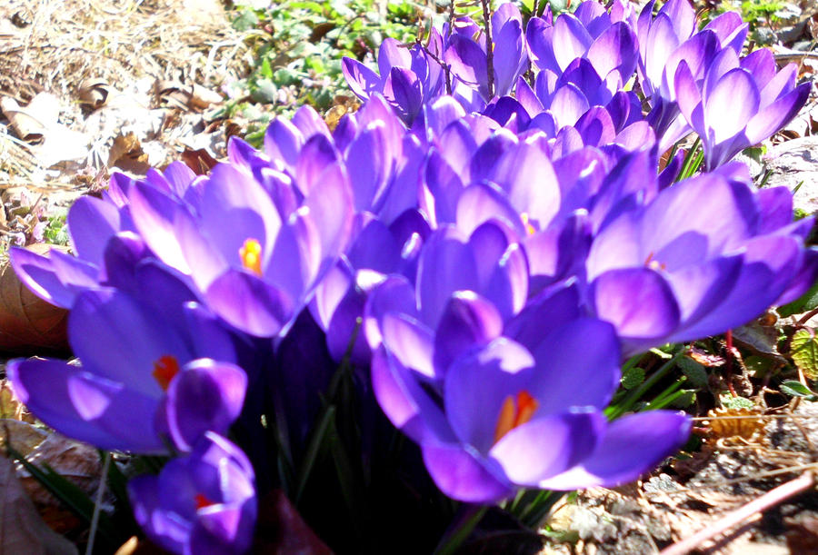 First of Spring by cursed-angelica on DeviantArt
