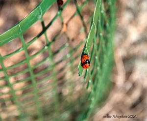 Love-making ladybugs couple