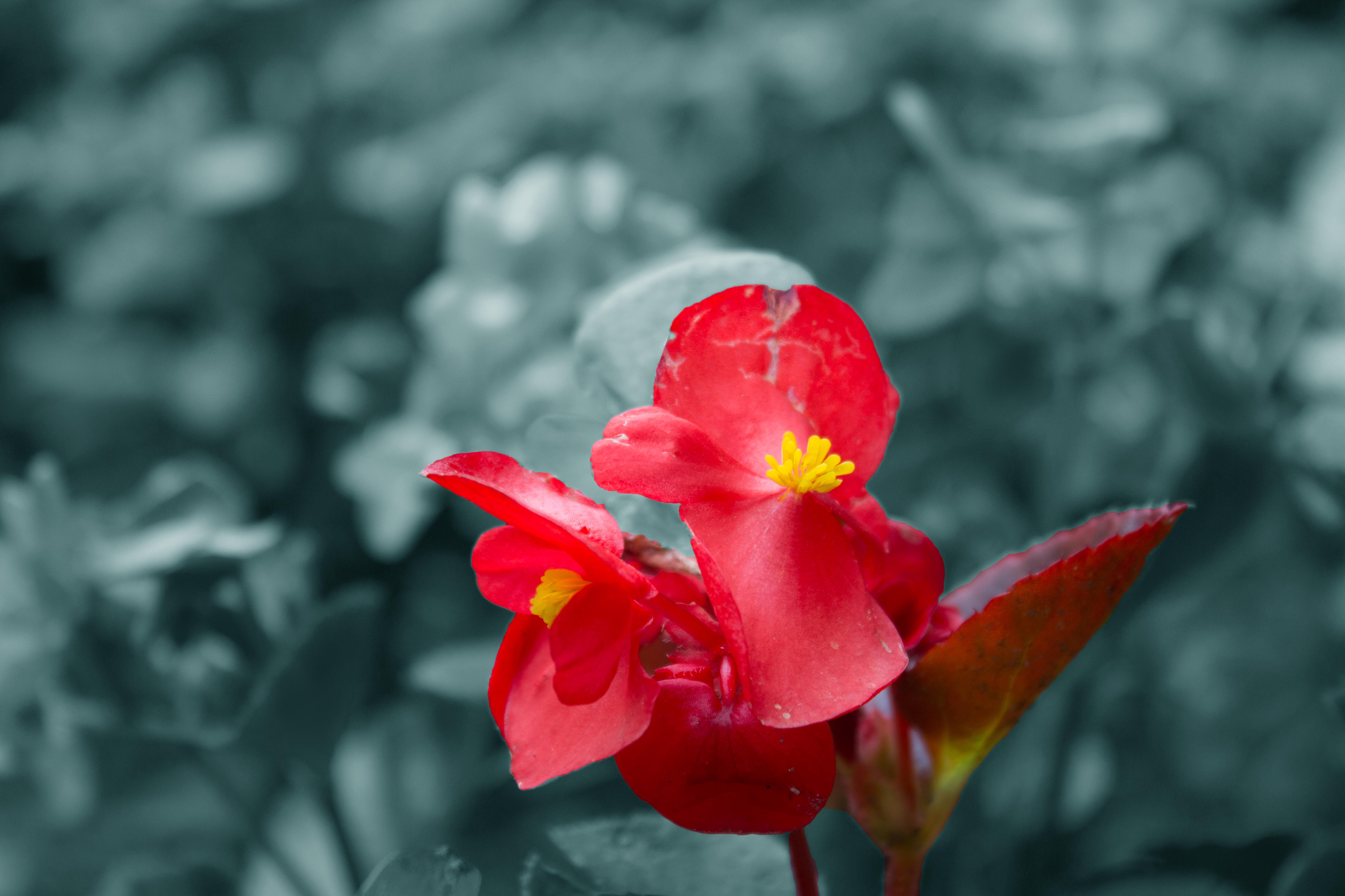 Red flower