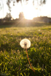 Dandelion at Dusk