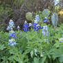 Cactus and blue bonnets