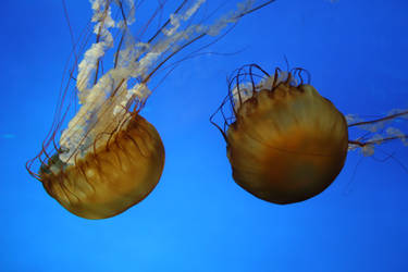 Jellyfish