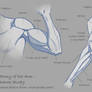 Anatomy of the Arm - Reference Study