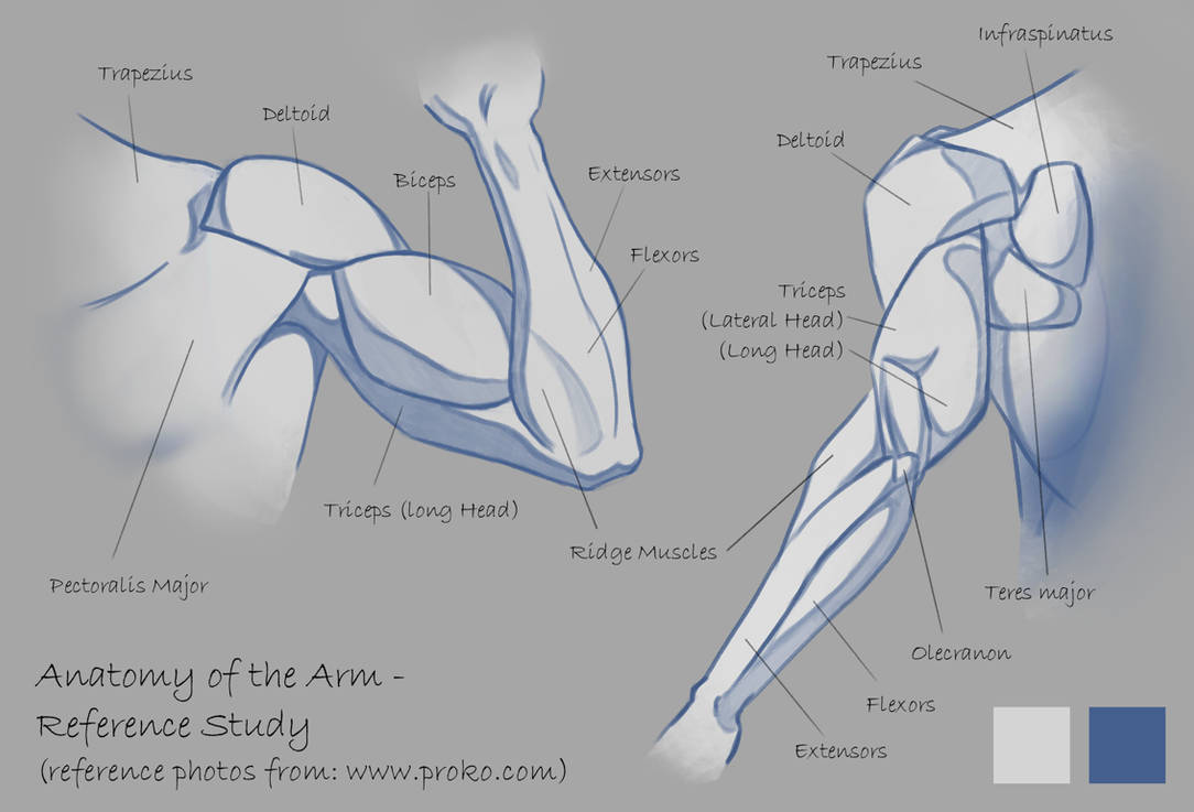 Anatomy of the Arm - Reference Study by PracticeImagination on DeviantArt