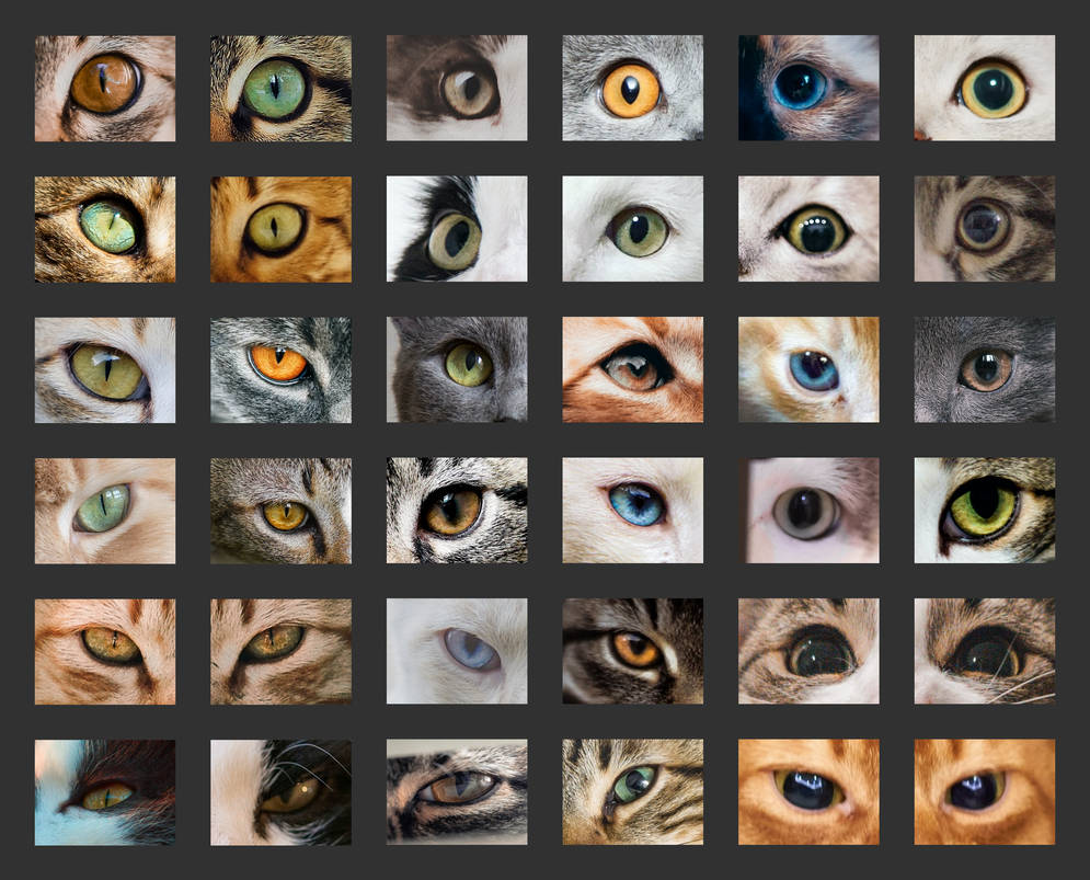 Cat Eye Reference Sheet By PracticeImagination On DeviantArt cat-eye-reference-sheet-by-practiceimagination-on-deviantart