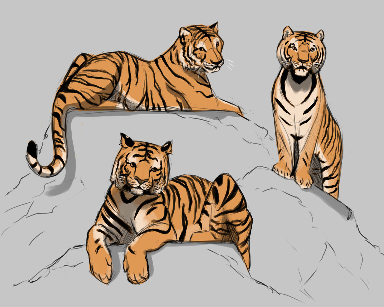 Tiger Reference Study by PracticeImagination on DeviantArt