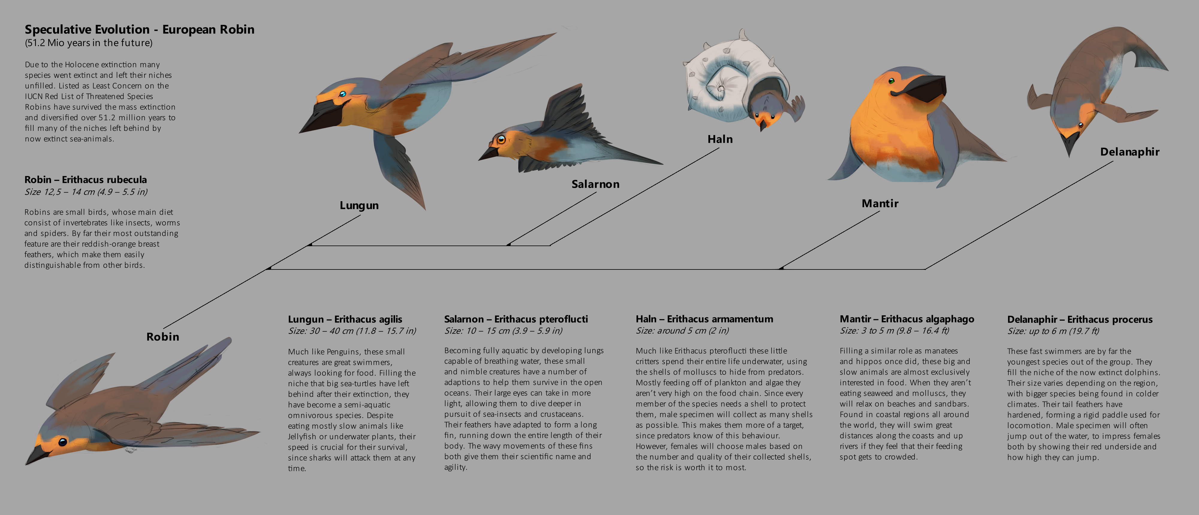 Bird Evolution Deviantart Speculative Evolution - European Robin by PracticeImagination on DeviantArt