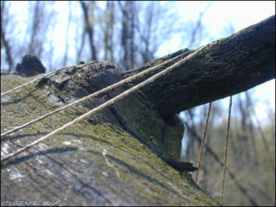 Tree Bind Forest - Bind the tree by kirane on DeviantArt