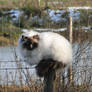 A cat on a pole