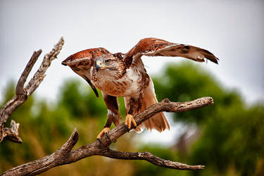 Ferruginous Hawk