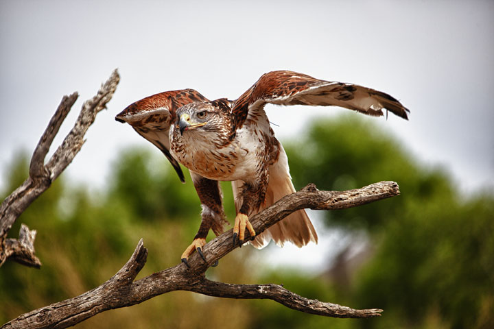 Ferruginous Hawk