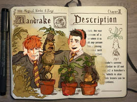 Mandrake