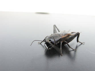 Black Grasshopper