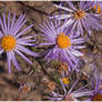 More desert flowers