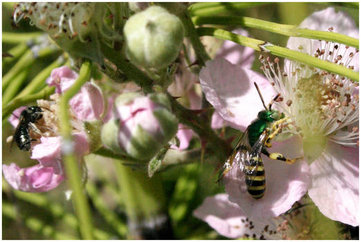 Insects on flower