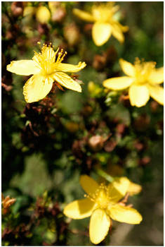 Yellow flowers