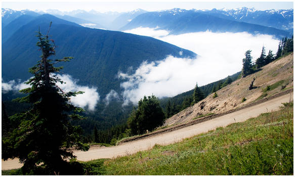 Hurricane Ridge vista