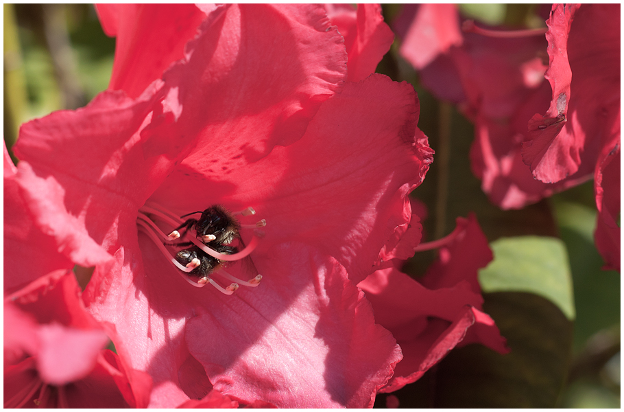 Bee In Flower