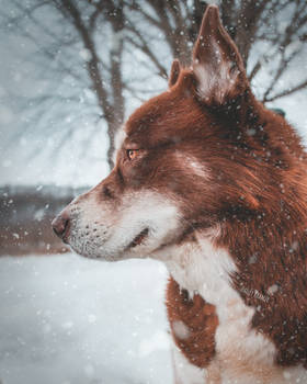 Snow Dog