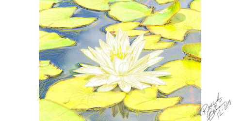 water lily