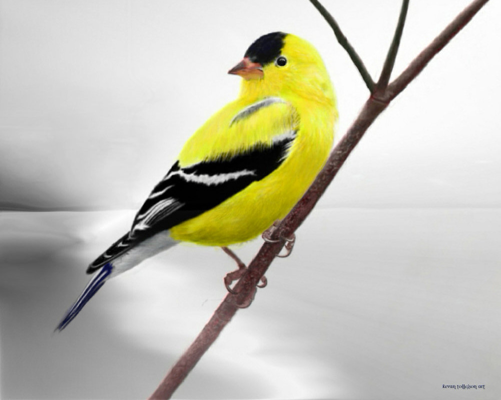 Goldfinch