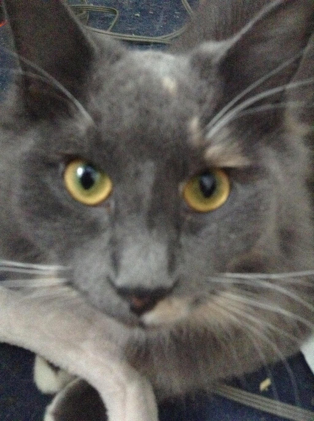 my pretty kitty by SteffieBee0 on DeviantArt