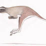 Kangaroo lizard
