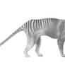 Thylacine pencil