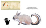 Nea - Humboldt Viscacha by Dontknowwhattodraw94