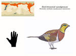 Nea - Red-breasted sandgrouse by Dontknowwhattodraw94