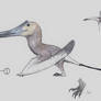 Pteronychus audax