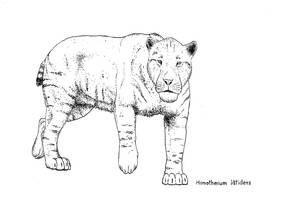 Homotherium latidens inktober 2017