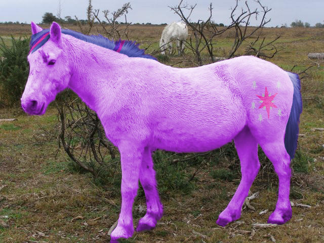 Есть ли единороги. Разноцветные лошади. Лошадка розовый. Единорог настоящий. Фиолетовая лошадь.