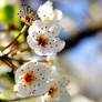 Spring Blossoms