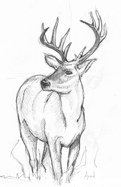 deer