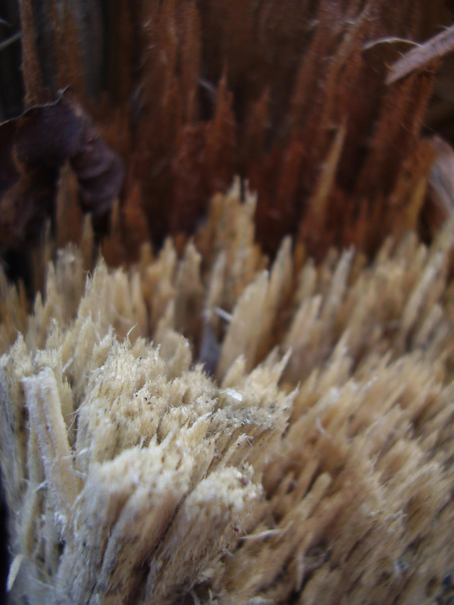 Splinter forest by Kakashicopyartist on DeviantArt