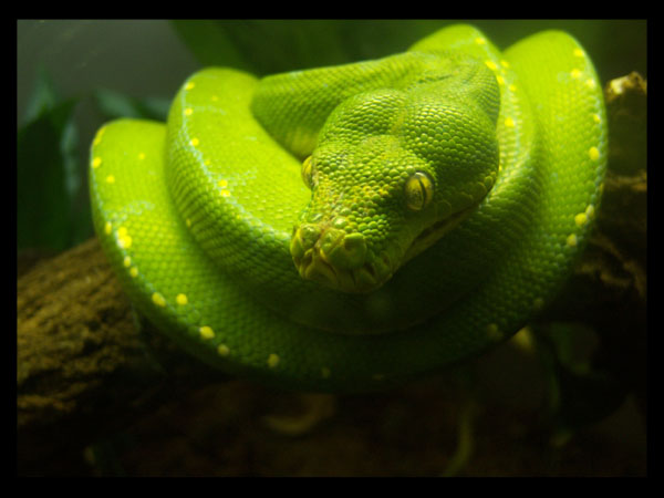 Green Python