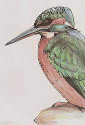 Kingfisher