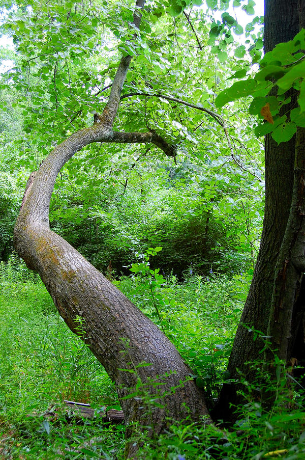 Curver Tree curved tree by greenfairy6 on DeviantArt