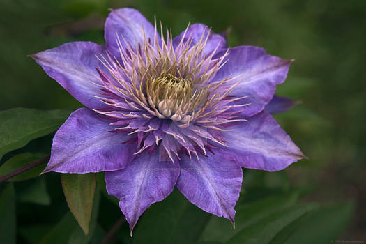 Clematis I