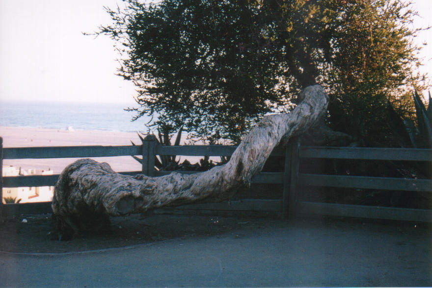 Badass tree trunk by SelfishLittleWhore06 on DeviantArt