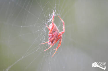 Red Spider