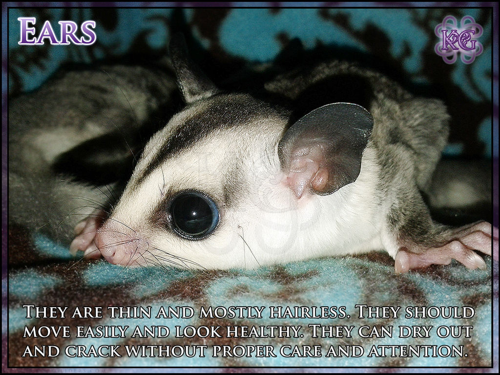 Sugar Glider Anatomy - Ears