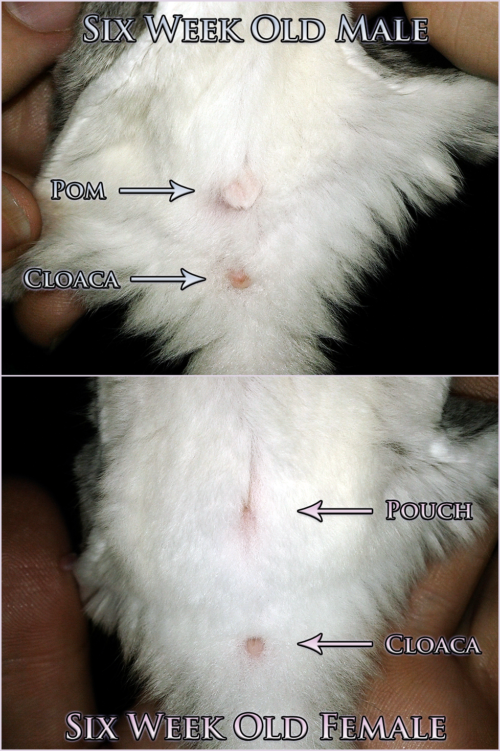 Male hot sale sugar glider